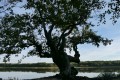 monique_f arbre fantome